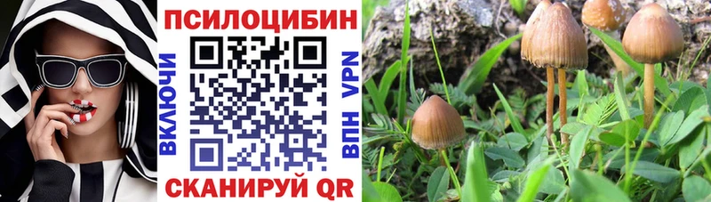Галлюциногенные грибы Psilocybe  Купить где  Кадников 
